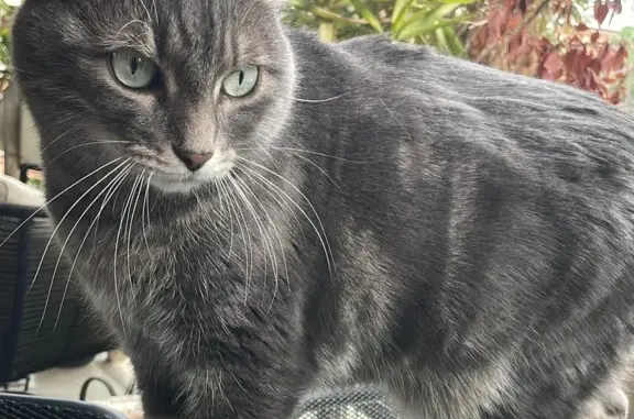 Chat perdu : Punchy, mâle castré craintif - photo