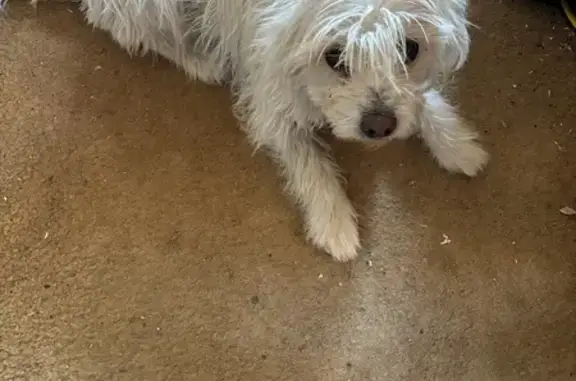 Missing dog Los Angeles, photo: Lost Dog: Sleep Apnea, Loves to Chase