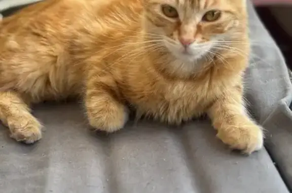 Chat perdu, L'Arbresle, photo: Chatte rousse perdue à L'Arbresle