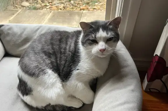Help Find Chester: Anxious Grey Tabby Lost