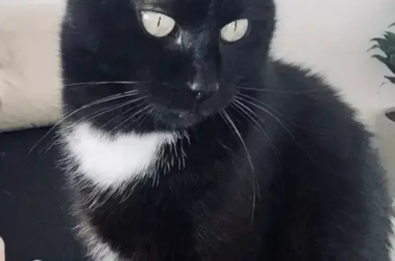 Chat noir perdu, taches blanches, La Boisse - photo