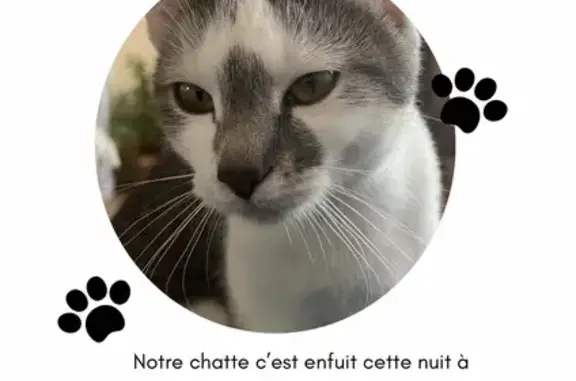 Chat perdue, Truffe, rue du Grand Parc - photo