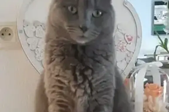 Chat perdue : Saya, queue courte, La Ciotat - photo