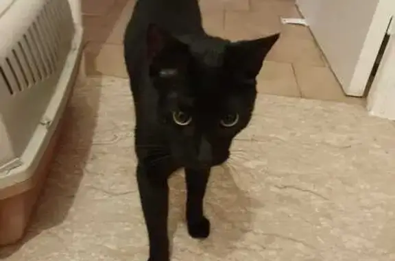 Chat noir perdu, Nice, tache blanche cou - photo