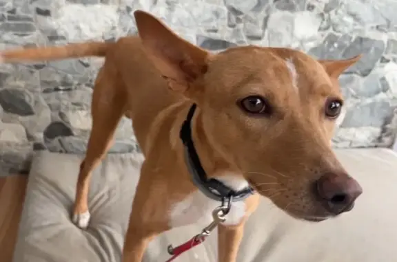 Perro Perdido en Cártama: Podenco Asustadizo