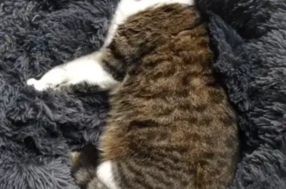 Animaux perdus Arras, photo: Chatte perdue à Arras, rue de Bruxelles