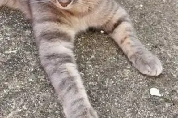 Chat perdu : mâle gris tigré à Yerres - photo