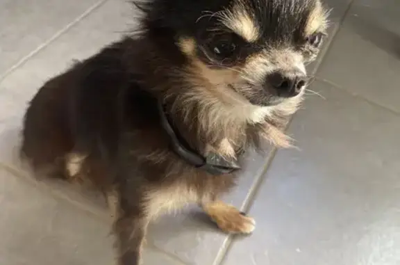 Chien trouvé Béziers, photo: Chihuahua mâle trouvé à Béziers