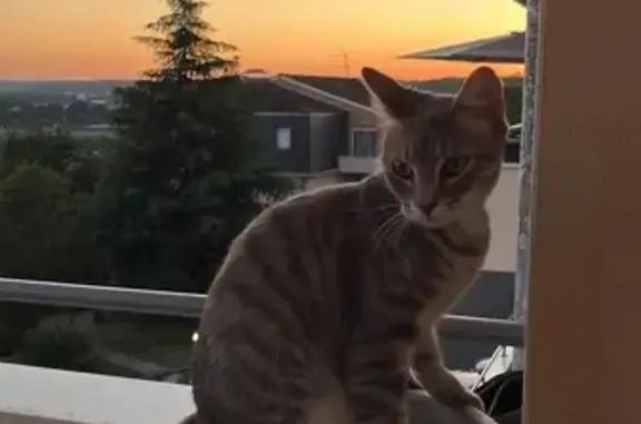 Chat perdu, tigré, 7 mois, Périgueux - photo