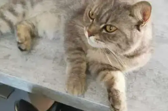 Animaux trouvés Cranves-Sales, photo: Chatte trouvée non pucée à Cranves-Sales