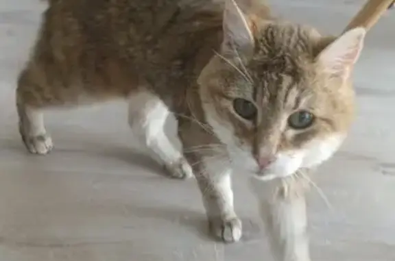 Chatte perdue à Saint-Chamond, 18 ans - photo