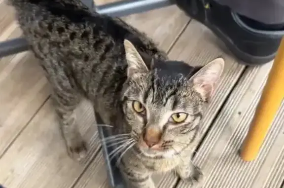 Animaux trouvés Sedan, photo: Chatte câline trouvée Rue Thiers, Sedan