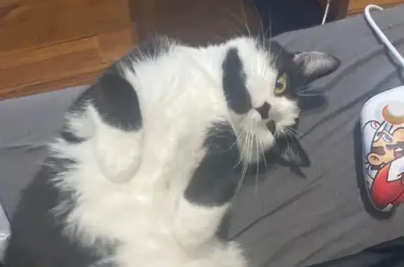 Animaux perdus Nouvelle-Aquitaine, photo: Chat perdu à Talence, 2 ans, tatoué