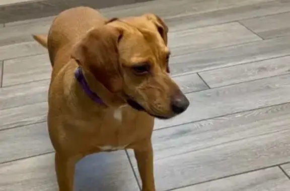 Lost Bailey: Friendly Hound, Red Collar
