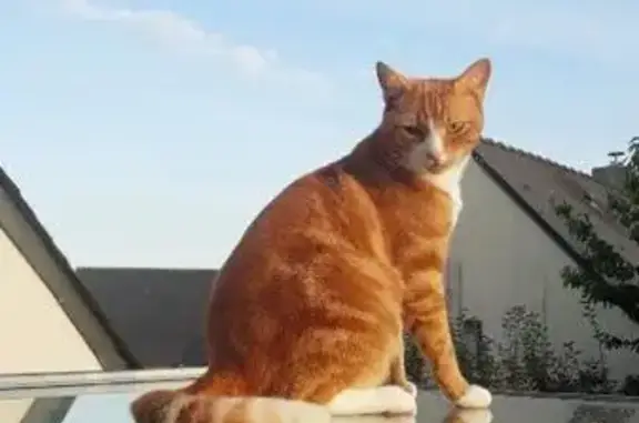 Chat perdu : Pamplemousse, roux tigré, Bruz - photo