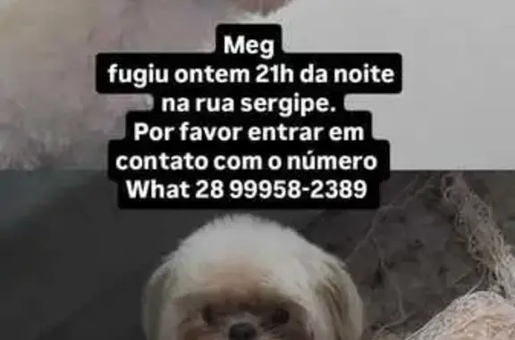 cachorro desaparecida