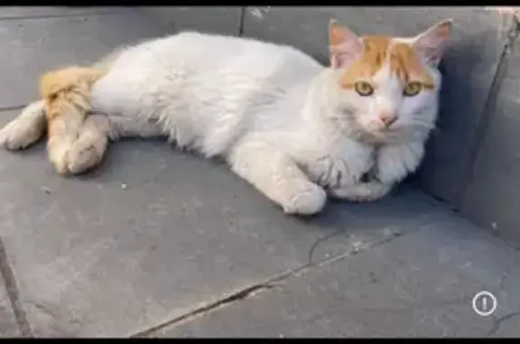 gato desaparecida