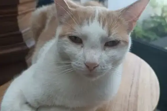 Chat roux et blanc perdu à Villeneuve-d'Ascq - photo
