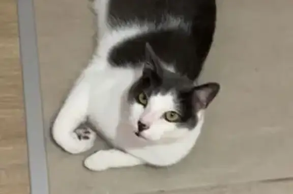 Animaux perdus Antony, photo: Chat perdu, peureux mais affectueux, Antony