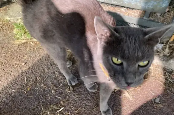 Chat gris trouvé, très amaigri, urgent ! - photo