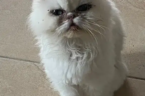 Animaux perdus Gurgy, photo: Chat persan blanc perdu à Gurgy