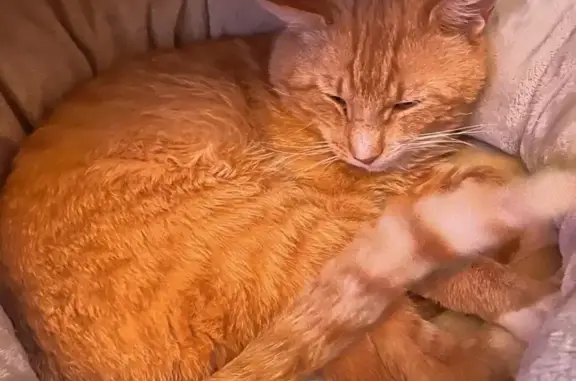 Help Find Richard: Lost Orange Tabby