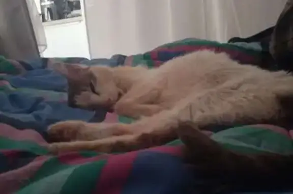 Chat perdu, Pontoise, photo: Chat diabétique perdu à Pontoise