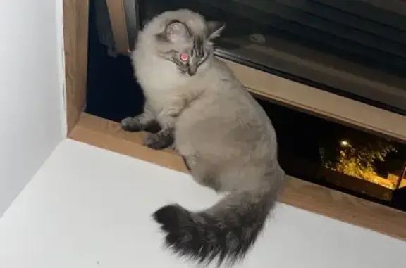 Animaux perdus , photo: Chat perdu à Beauce la Romaine