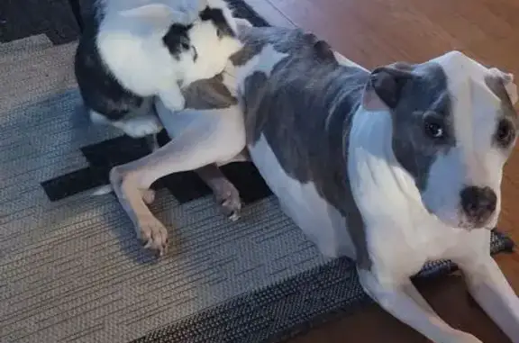 Lost: Sweet Elderly Dog on Nill Ave