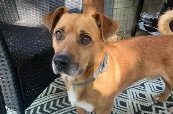Lost Brown Dog on Telfair Street