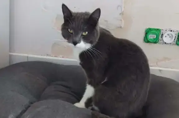 Chat perdu : Gris foncé et blanc, Brionne - photo