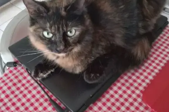 Animaux perdus La Seyne-sur-Mer, photo: Chat écaille de tortue perdue à La Seyne