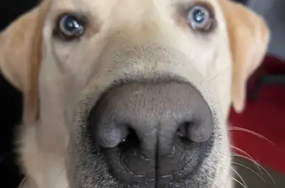 Lost Light Yellow Lab: Friendly & Loved