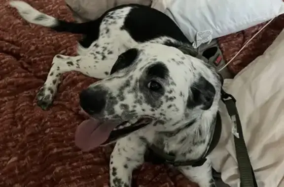 Missing dog New York Mills, photo: Lost Dog: Shy, Spotted Pup in Syracuse