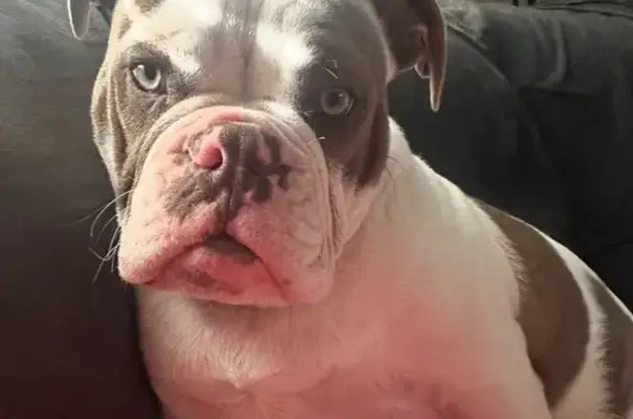 Lost Dog: White with Spots, 2 Collars