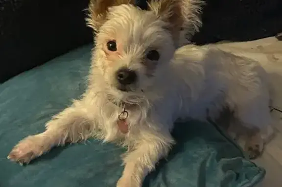 Lost Yorkie Trixie: Reward Offered!