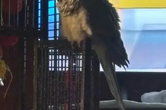 Lost pets Flint, photo: Lost Teal Bird: East Pulaski Ave, Flint