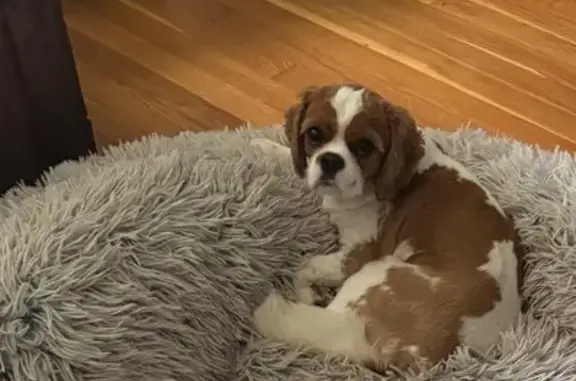 Missing dog Plain City, photo: Lost Cavalier Spaniel: Vivi in Plain City