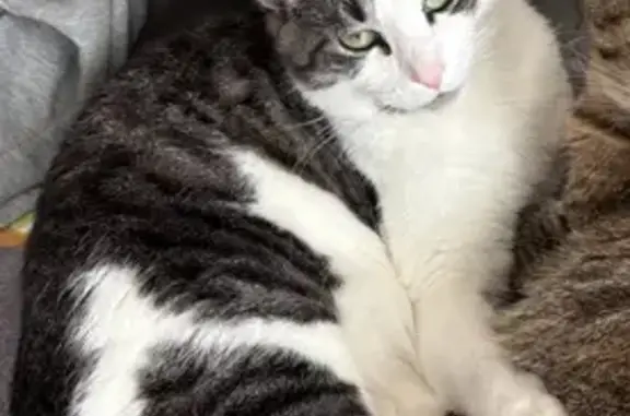 Lost Tuxedo Cat in Blaine - Help Needed!