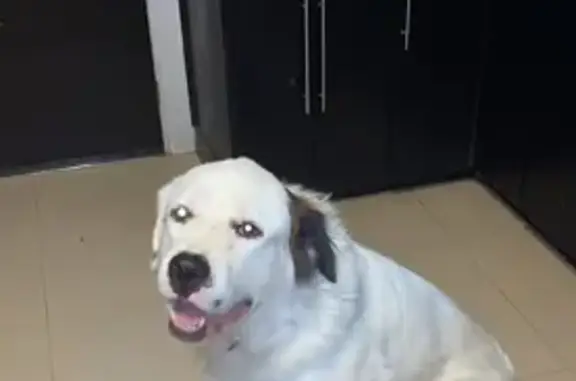 Perro Blanco Perdido con Collar Rojo en Matamoros