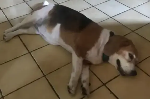Chien assoiffé trouvé à notre porte - photo