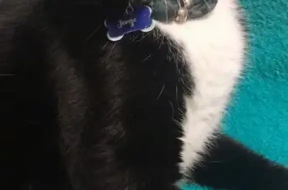 gato desaparecida
