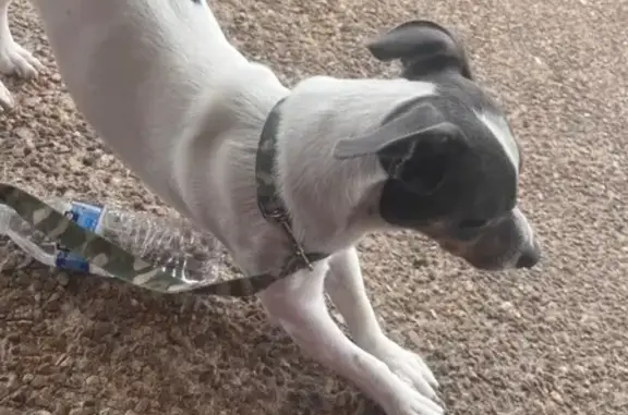 Lost Dog: White with Blue Spots, Help!