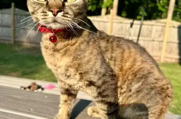 Lost pets Liverpool, photo: Help Find Seven: Lost Black Tabby Cat