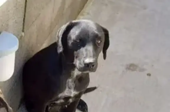 Chien perdu , photo : Labrador noir perdu, tâche blanche, Le Lion-d'Angers