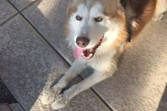 Found dog Phoenix, photo: Found: Husky & German Shepherd in Phoenix