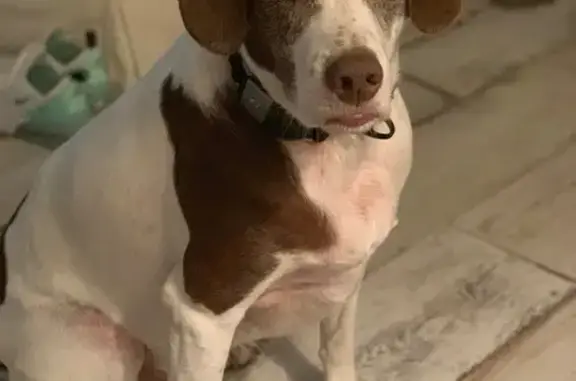 Lost Spaniel Mix: Sweet & Shy in Little Rock