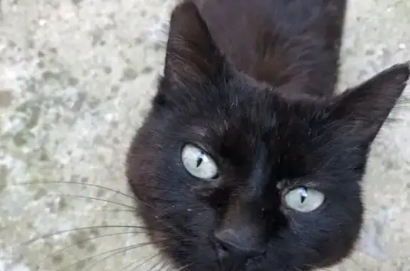 Chat trouvé Vacqueyras, photo: Chat noir trouvé, maigre et sociable