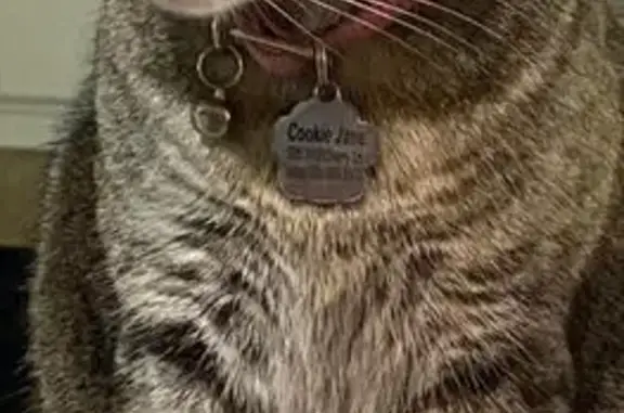 Lost Gray & Black Tabby: Cookie Jane