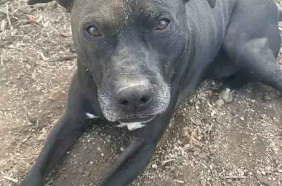 Missing dog Cave Junction, photo: Lost Black Dog: Excitable & Microchipped